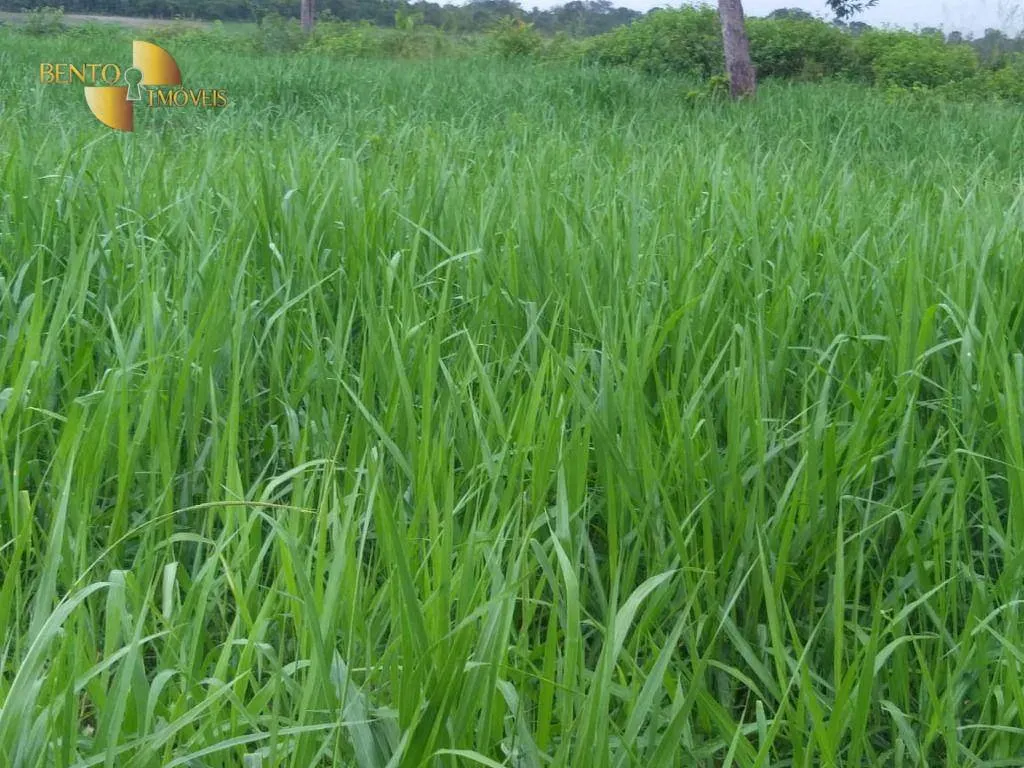 Fazenda à venda de 2.126 ha em Tesouro, MT, Brasil