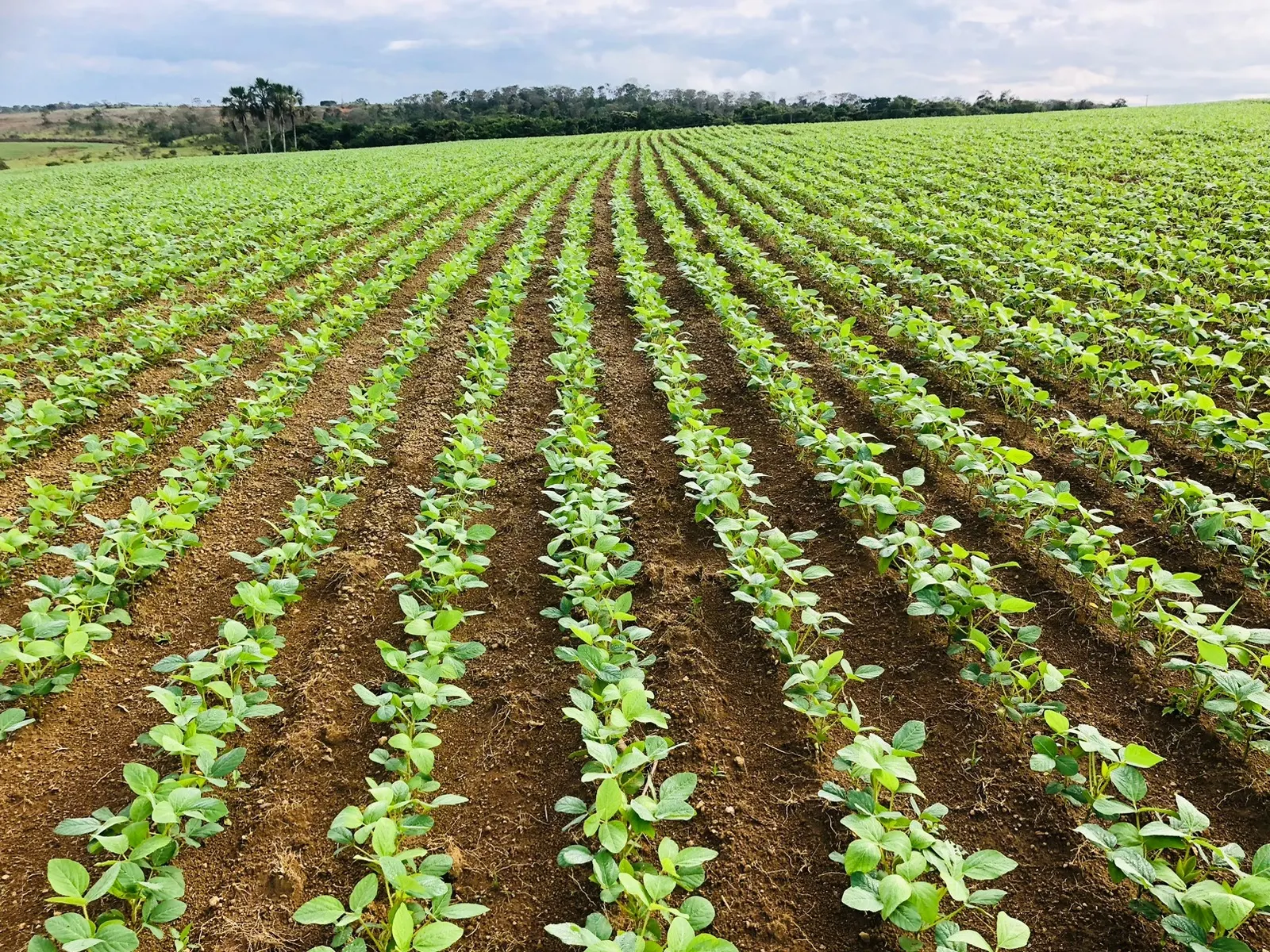 Sítio à venda de 44 ha em Abadiânia, GO, Brasil