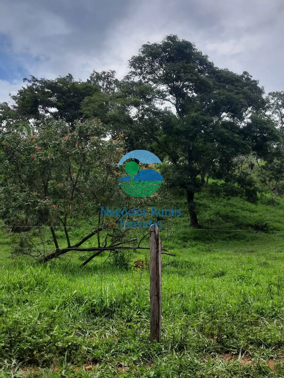 Fazenda à venda de 401 ha em Mimoso de Goiás, GO, Brasil