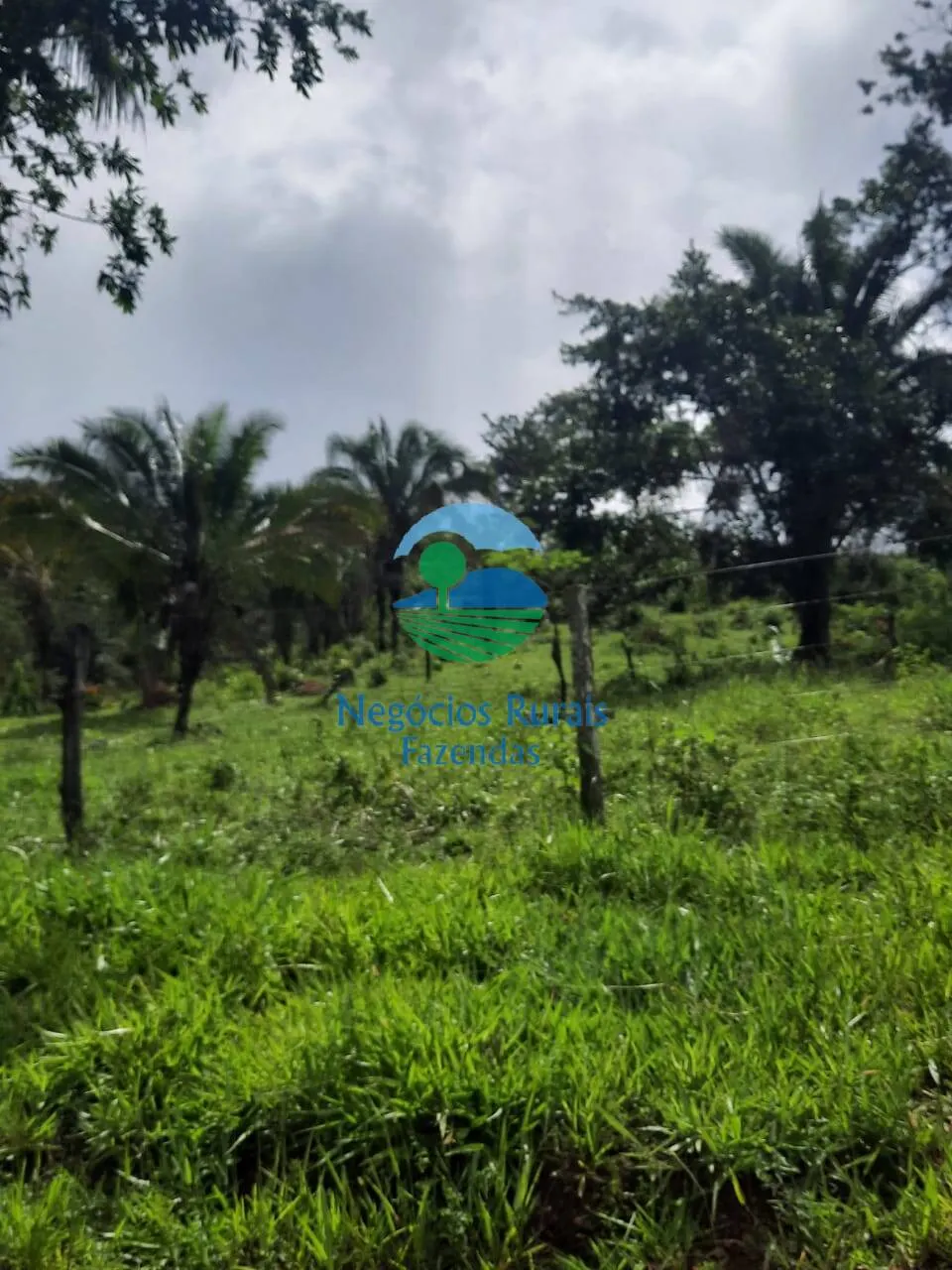 Fazenda à venda de 401 ha em Mimoso de Goiás, GO, Brasil