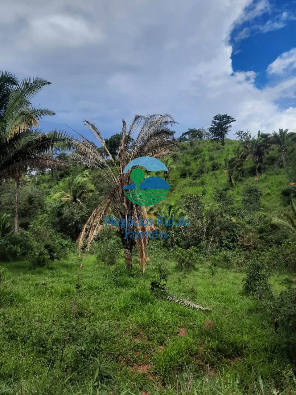 Fazenda à venda de 401 ha em Mimoso de Goiás, GO, Brasil