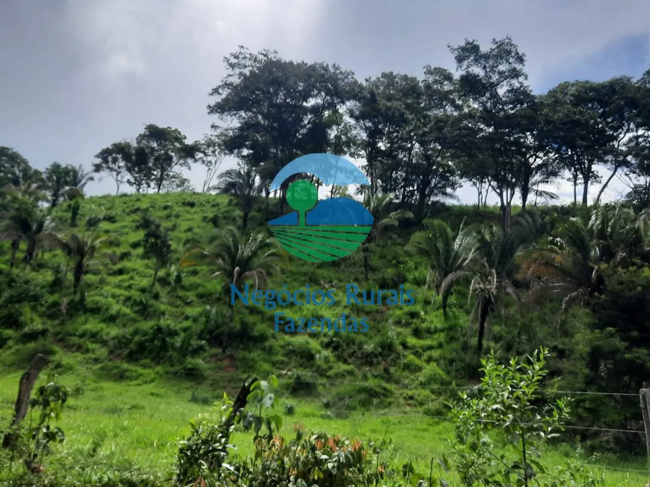 Fazenda à venda de 401 ha em Mimoso de Goiás, GO, Brasil