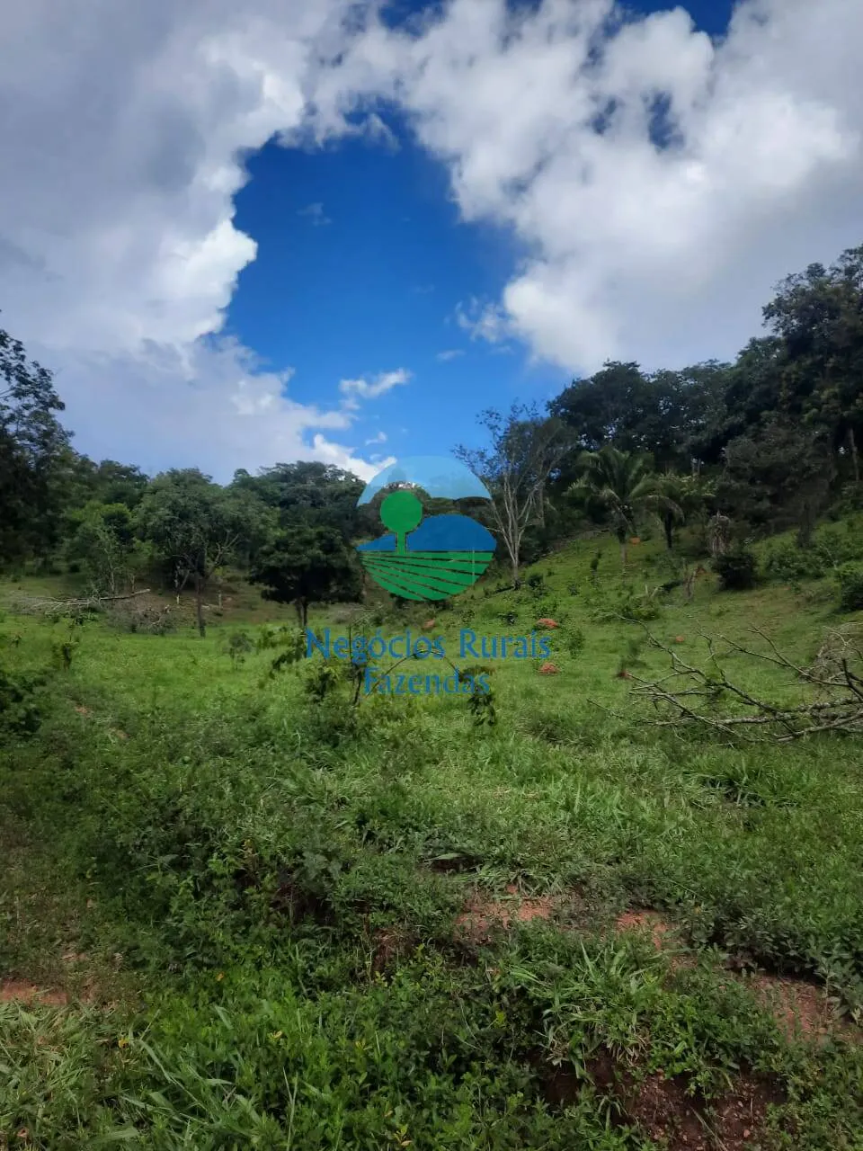 Fazenda à venda de 401 ha em Mimoso de Goiás, GO, Brasil