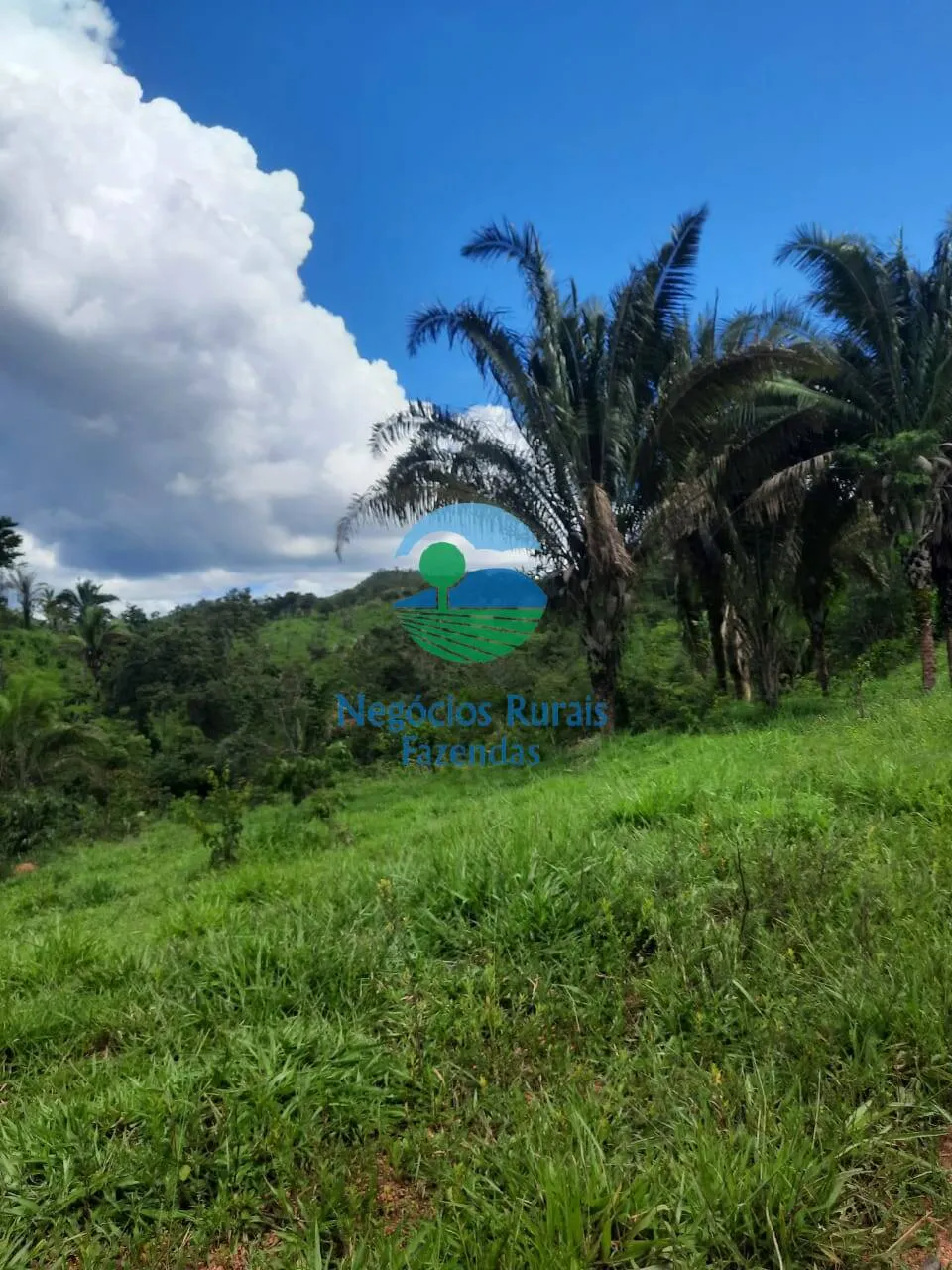 Fazenda à venda de 401 ha em Mimoso de Goiás, GO, Brasil