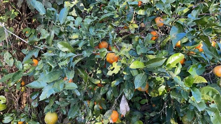 Sítio à venda de 18 ha em Sapiranga, RS, Brasil