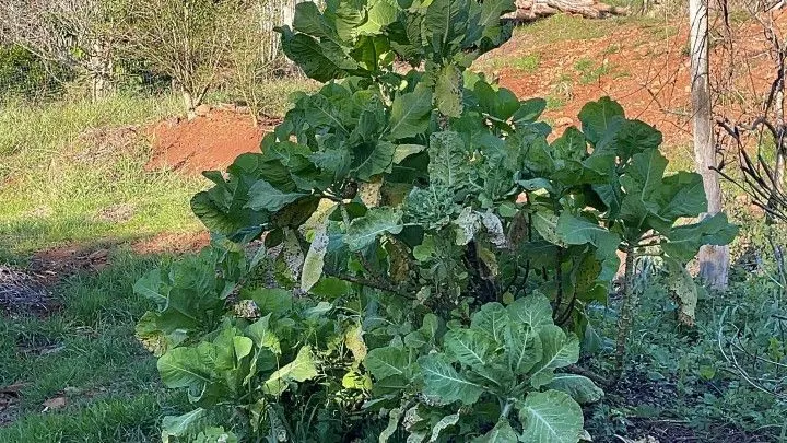 Sítio à venda de 18 ha em Sapiranga, RS, Brasil