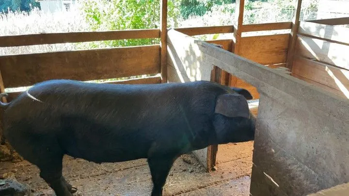 Sítio à venda de 18 ha em Sapiranga, RS, Brasil