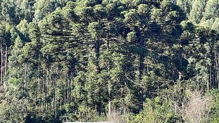 Sítio à venda de 18 ha em Sapiranga, RS, Brasil