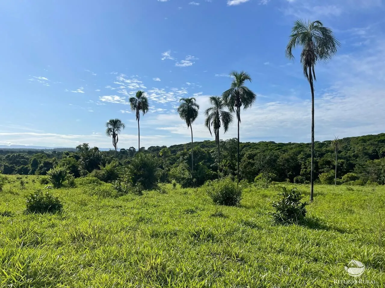 Fazenda à venda de 208 ha em Goiás, GO, Brasil