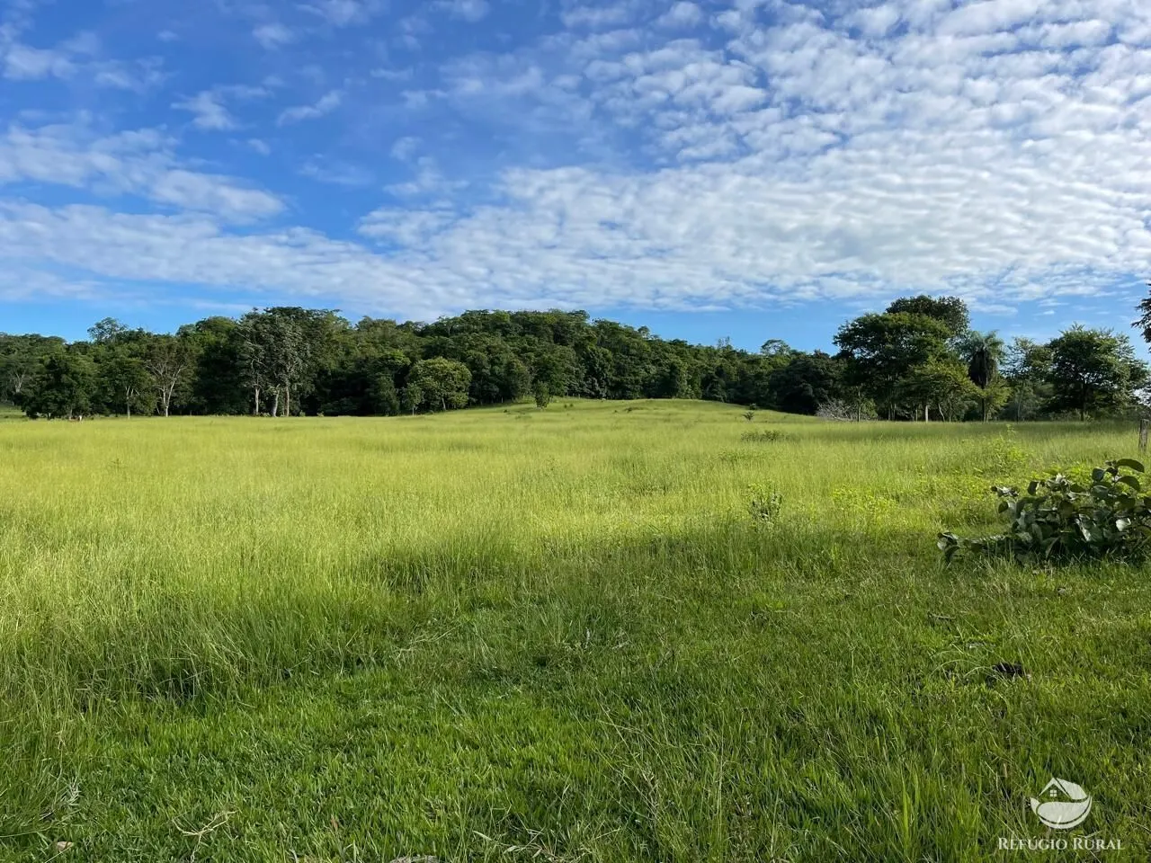 Fazenda à venda de 208 ha em Goiás, GO, Brasil
