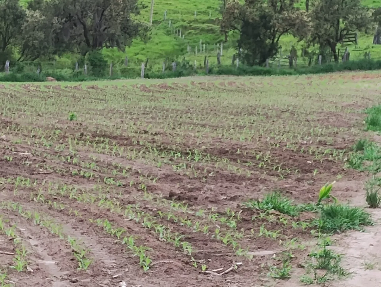 Fazenda à venda de 33 ha em Angatuba, SP, Brasil