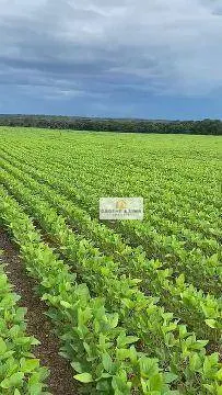 Fazenda à venda de 448 ha em Gurupi, TO, Brasil