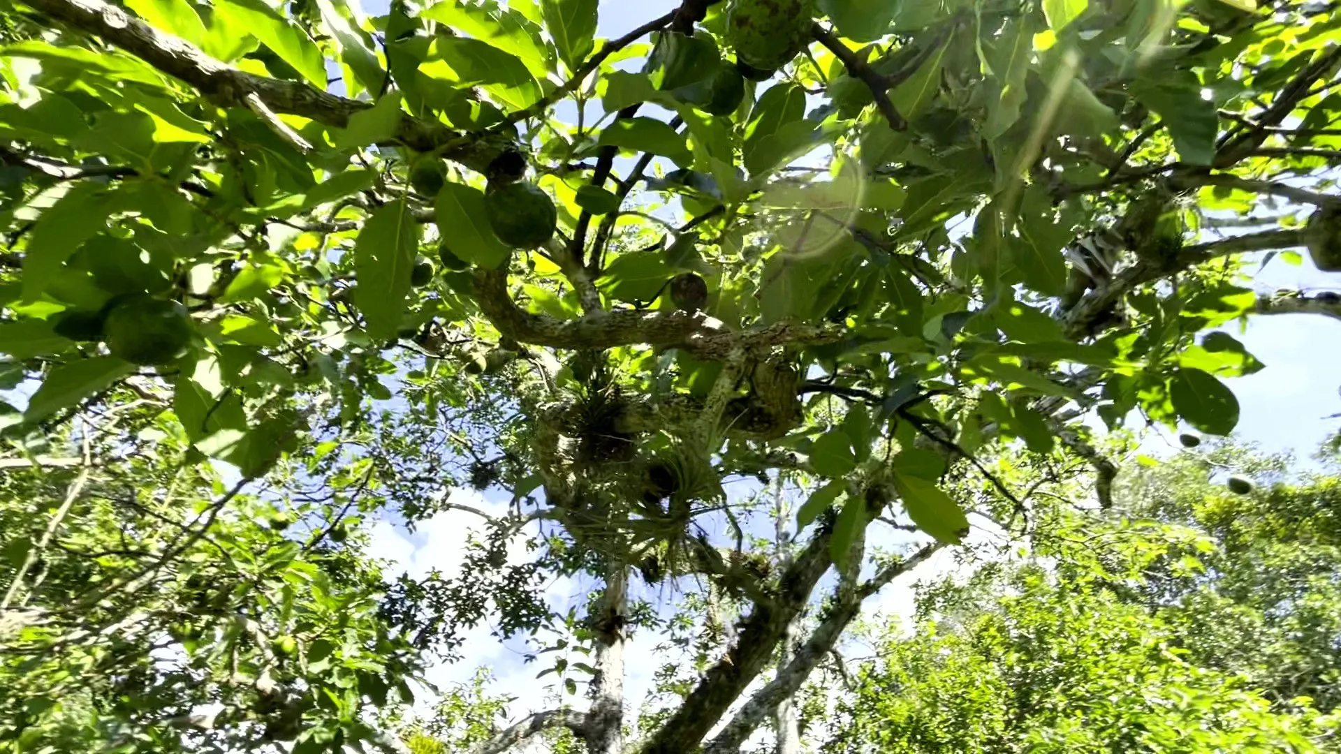 Sítio à venda de 19 ha em Viamão, RS, Brasil