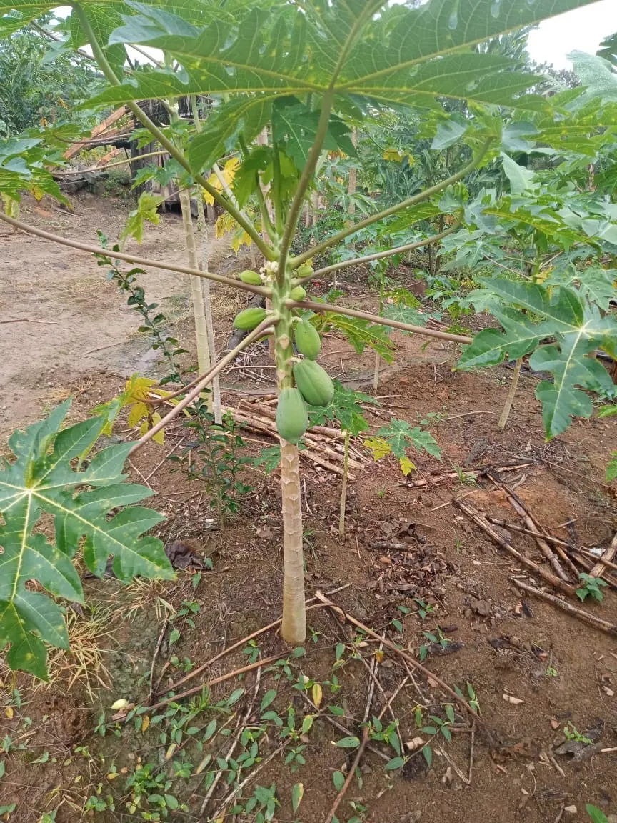 Country home for sale of 7 acres in Antonina, PR, Brazil