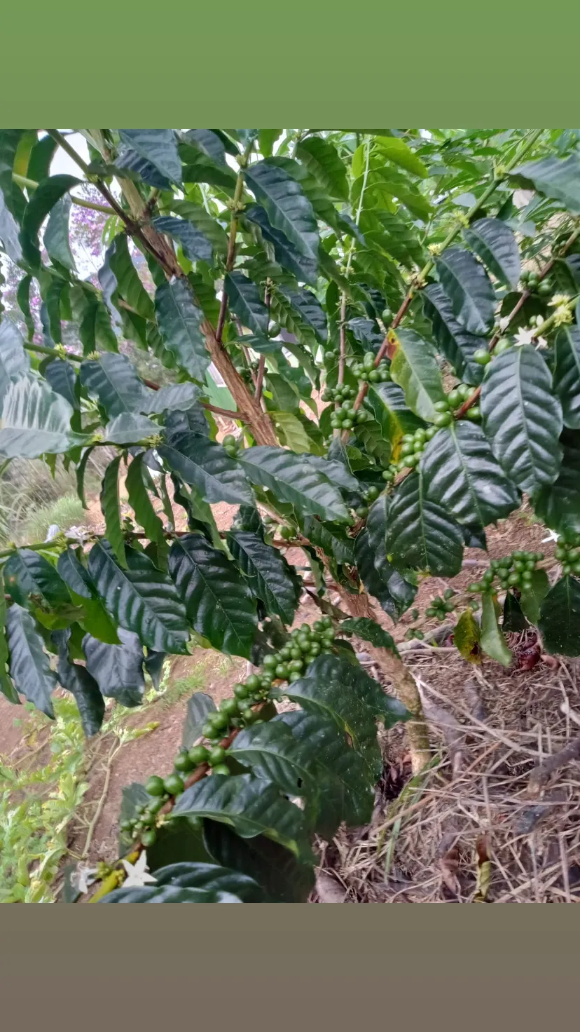 Country home for sale of 7 acres in Antonina, PR, Brazil