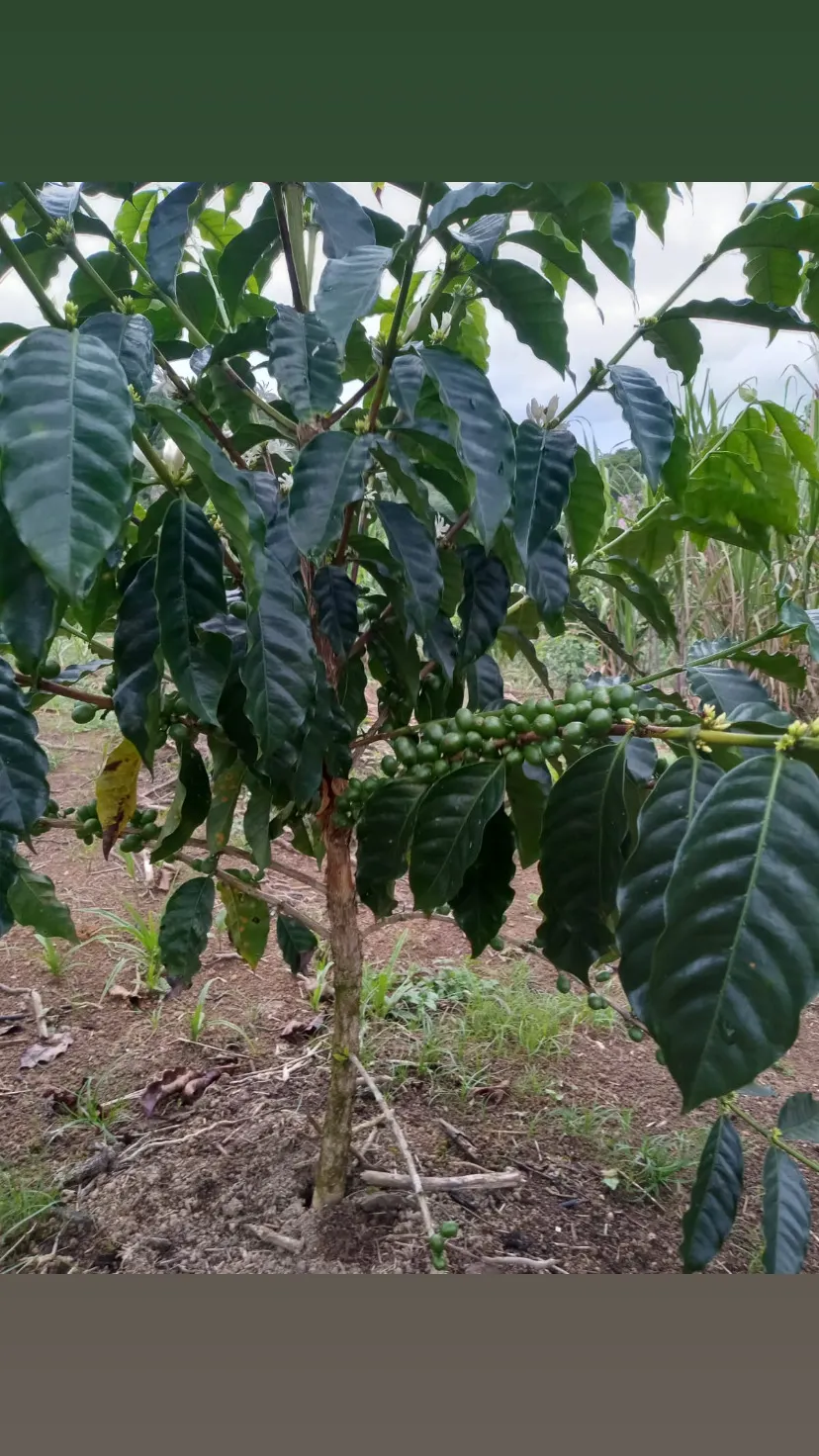 Country home for sale of 7 acres in Antonina, PR, Brazil