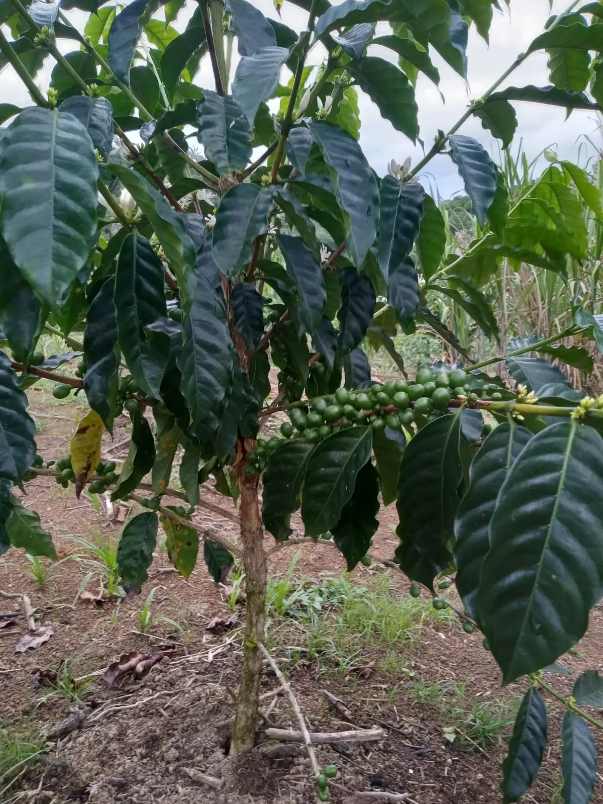 Country home for sale of 7 acres in Antonina, PR, Brazil