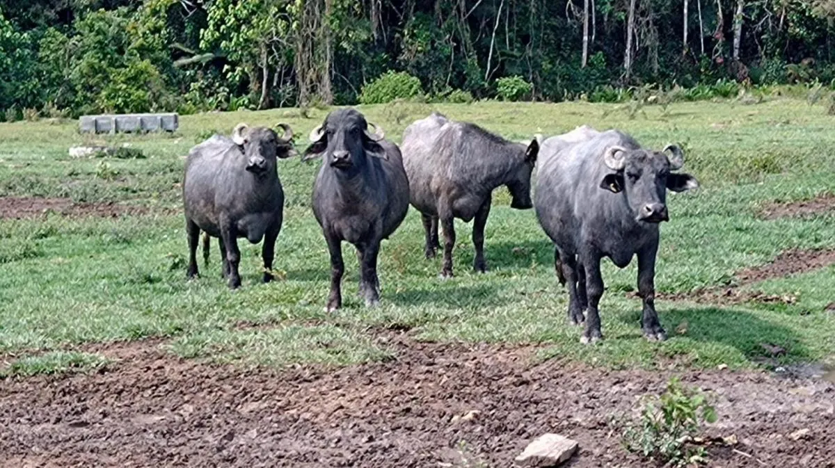 Fazenda à venda de 240 ha em Natividade da Serra, SP, Brasil