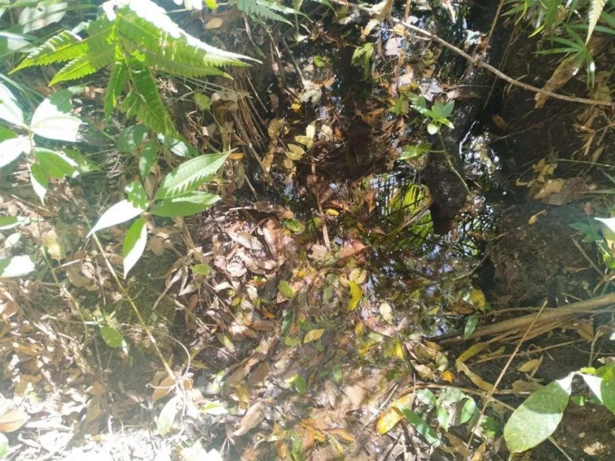 Small farm for sale of 63 acres in Cássia dos Coqueiros, SP, Brazil