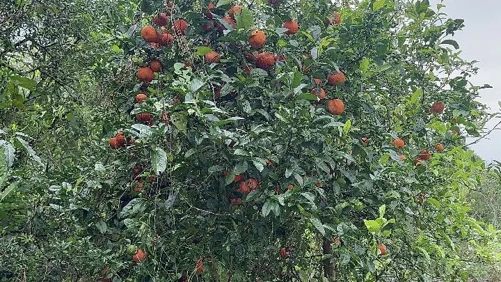 Chácara à venda de 6.800 m² em Santo Antônio da Patrulha, RS, Brasil