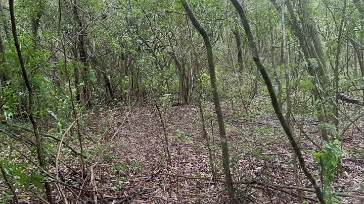 Chácara à venda de 6.800 m² em Santo Antônio da Patrulha, RS, Brasil