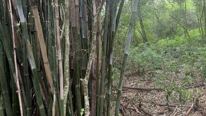 Chácara à venda de 6.800 m² em Santo Antônio da Patrulha, RS, Brasil