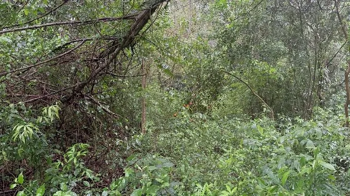 Chácara à venda de 6.800 m² em Santo Antônio da Patrulha, RS, Brasil