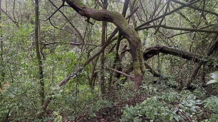 Chácara à venda de 6.800 m² em Santo Antônio da Patrulha, RS, Brasil
