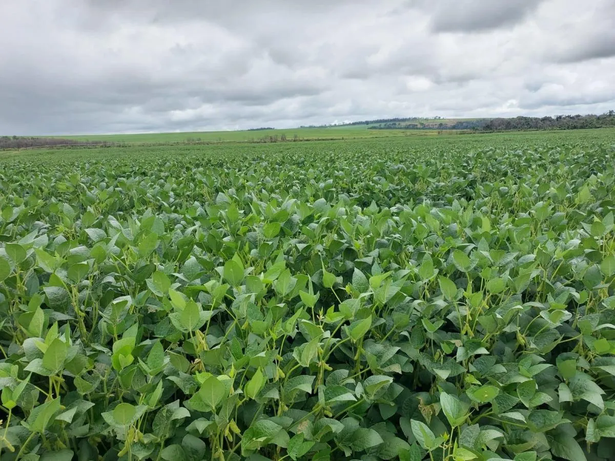Fazenda à venda de 168 ha em Mococa, SP, Brasil