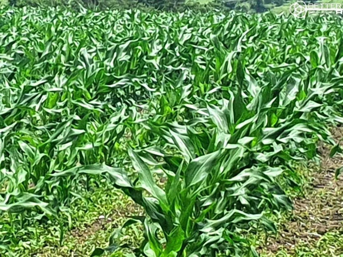 Fazenda à venda de 126 ha em Pardinho, SP, Brasil