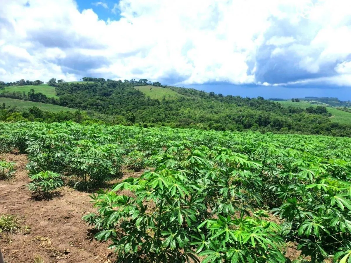Fazenda à venda de 126 ha em Pardinho, SP, Brasil
