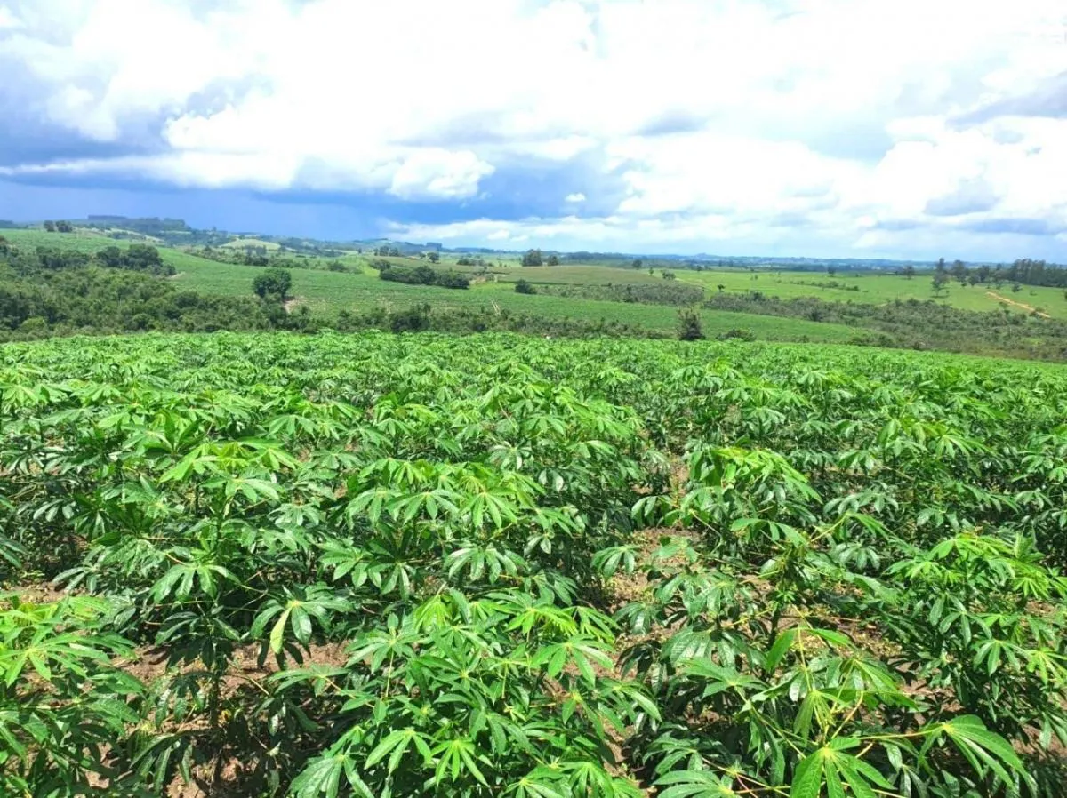 Fazenda à venda de 126 ha em Pardinho, SP, Brasil