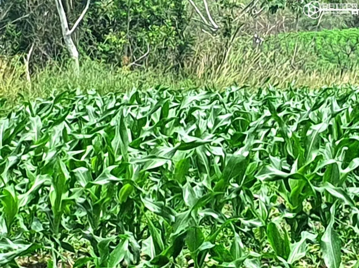 Fazenda à venda de 126 ha em Pardinho, SP, Brasil