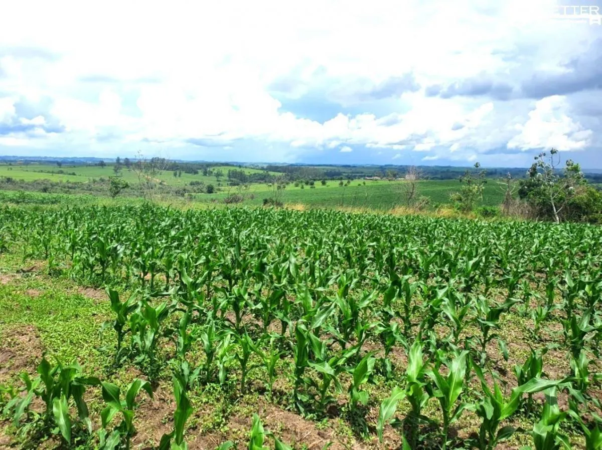 Fazenda à venda de 126 ha em Pardinho, SP, Brasil
