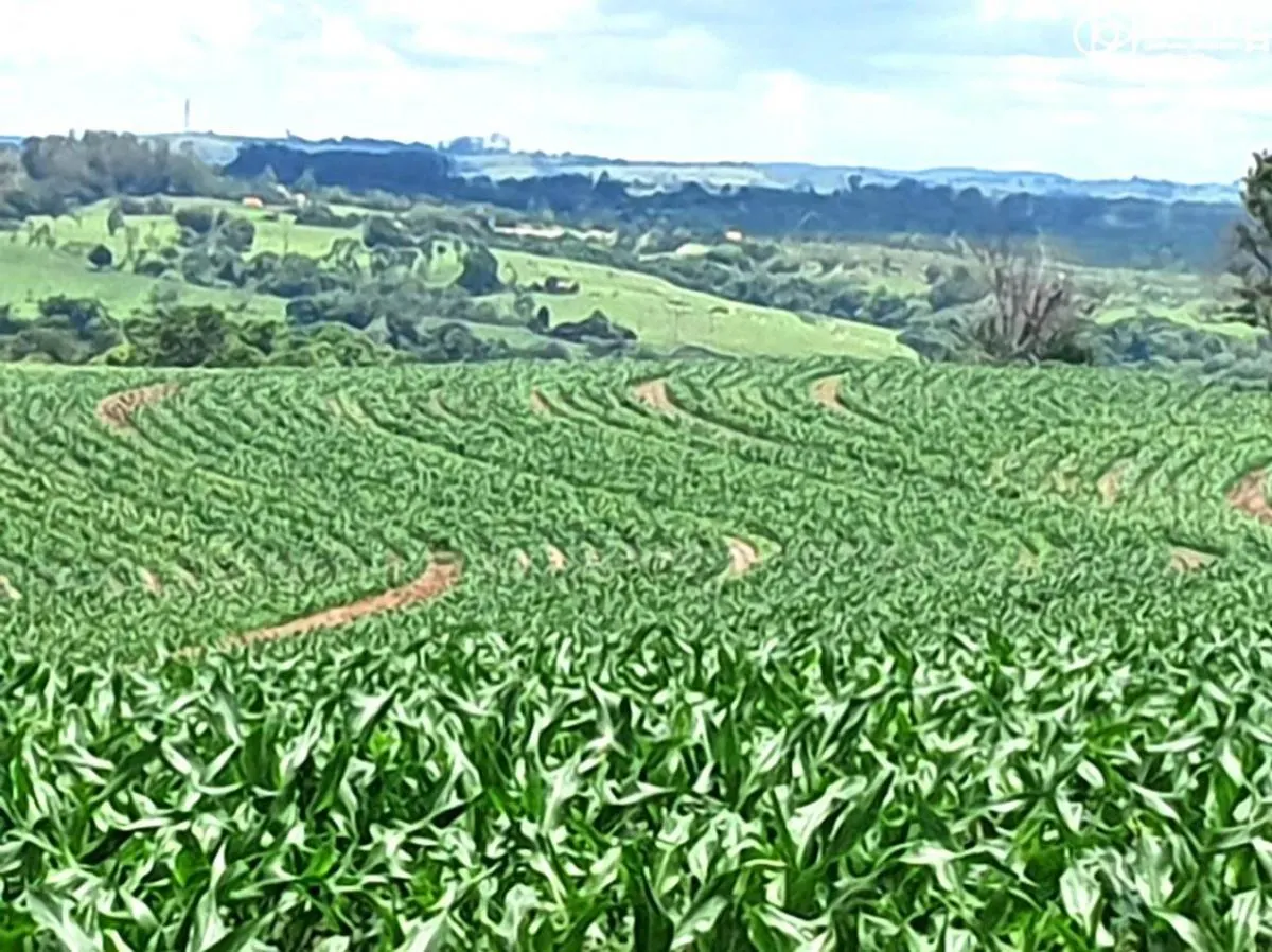 Fazenda à venda de 126 ha em Pardinho, SP, Brasil