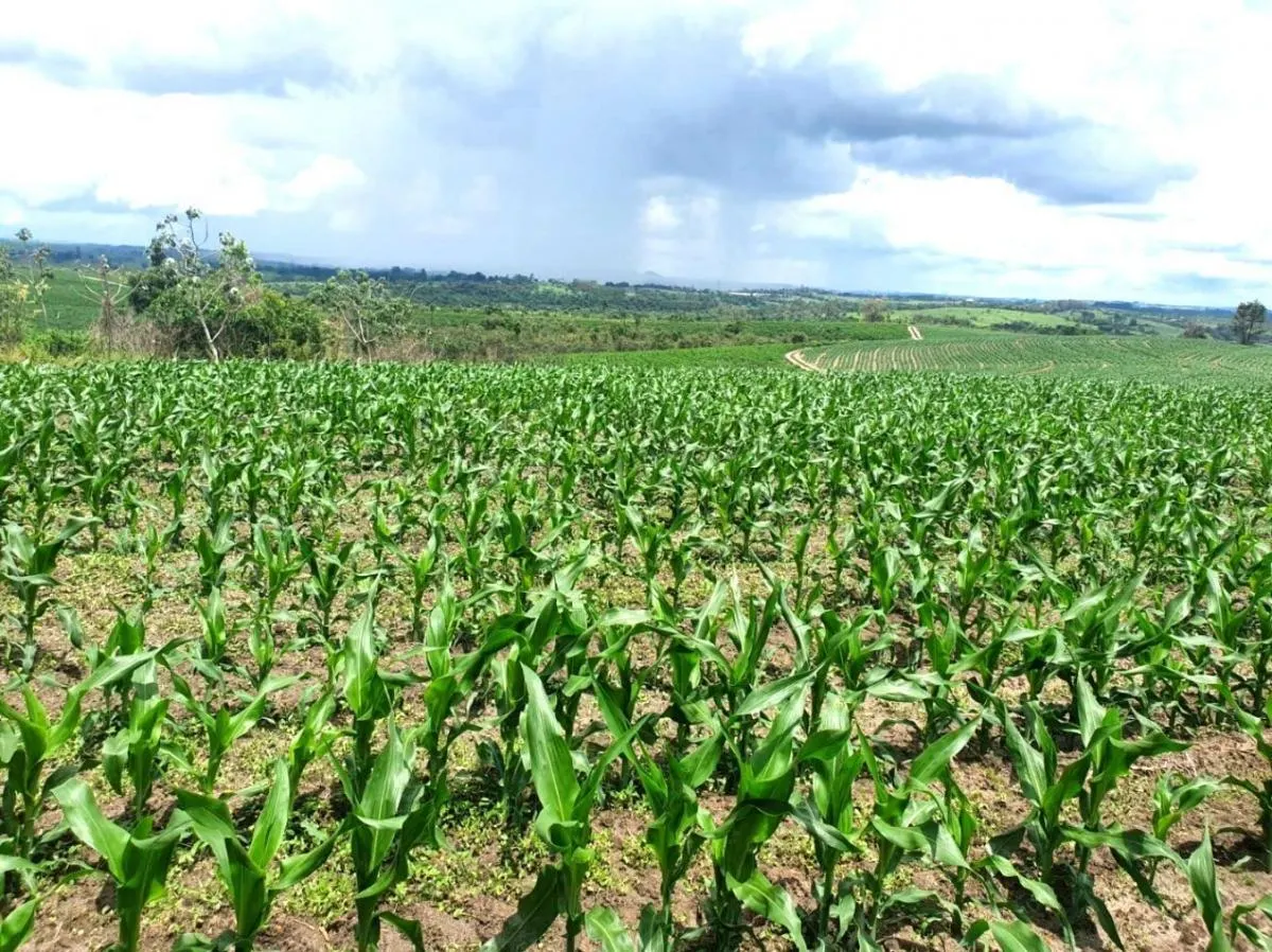 Fazenda à venda de 126 ha em Pardinho, SP, Brasil