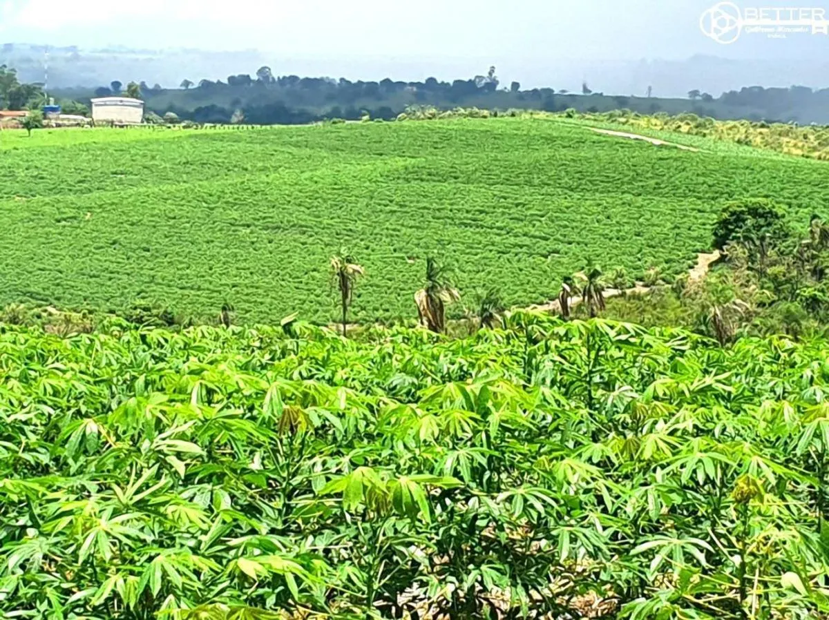 Fazenda à venda de 126 ha em Pardinho, SP, Brasil