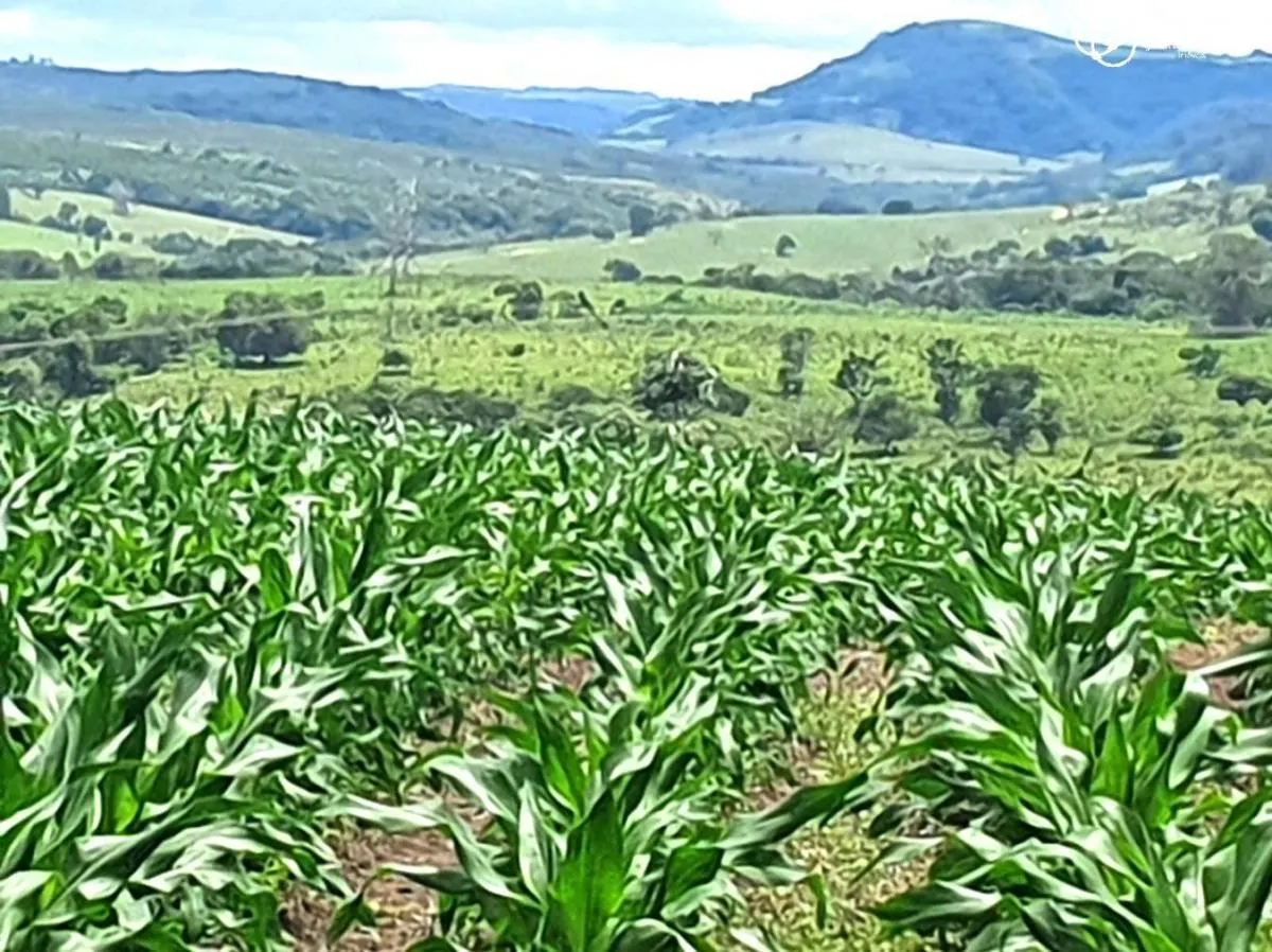 Fazenda à venda de 126 ha em Pardinho, SP, Brasil