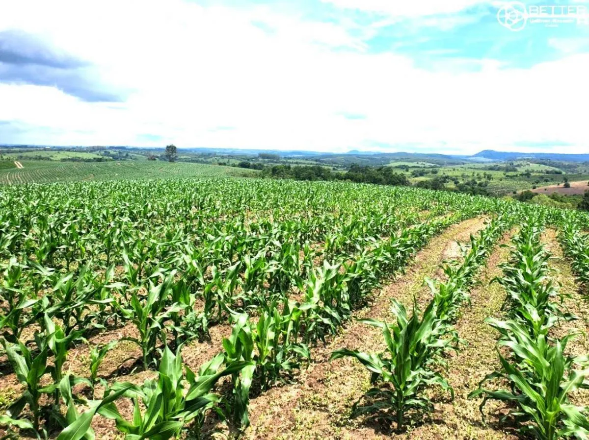 Fazenda à venda de 126 ha em Pardinho, SP, Brasil