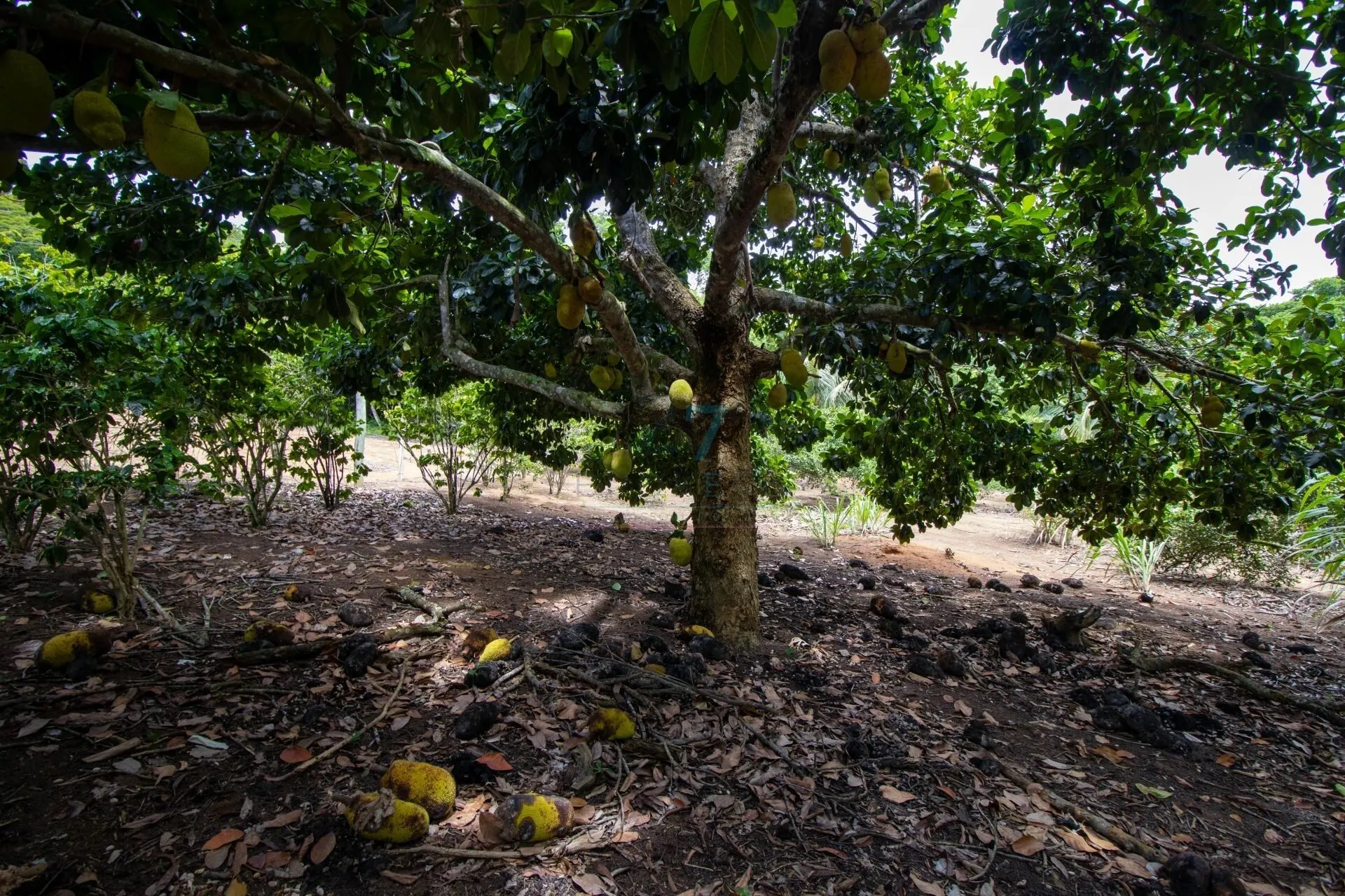Sítio à venda de 7 ha em Guarapari, ES, Brasil
