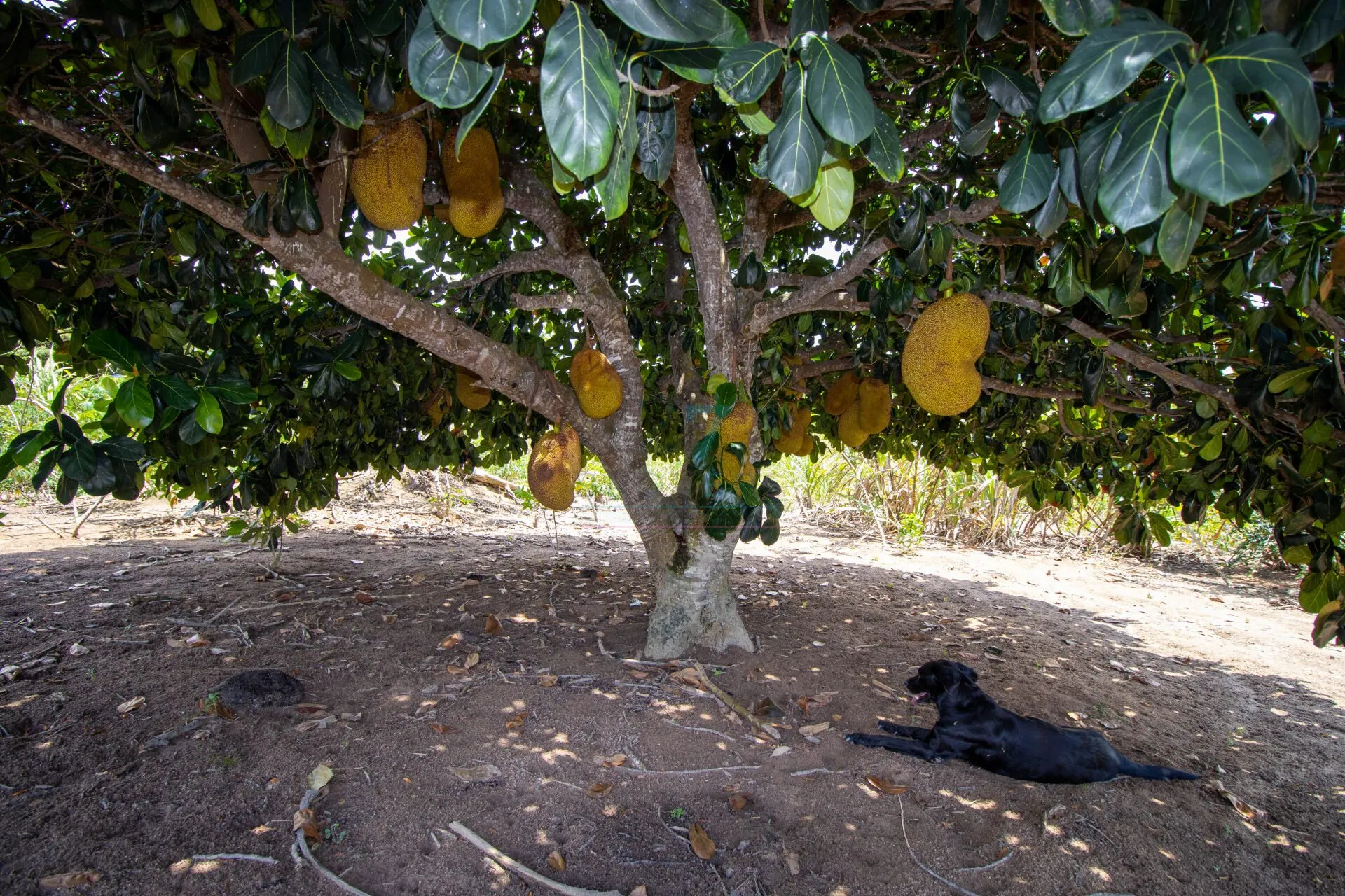 Sítio à venda de 7 ha em Guarapari, ES, Brasil
