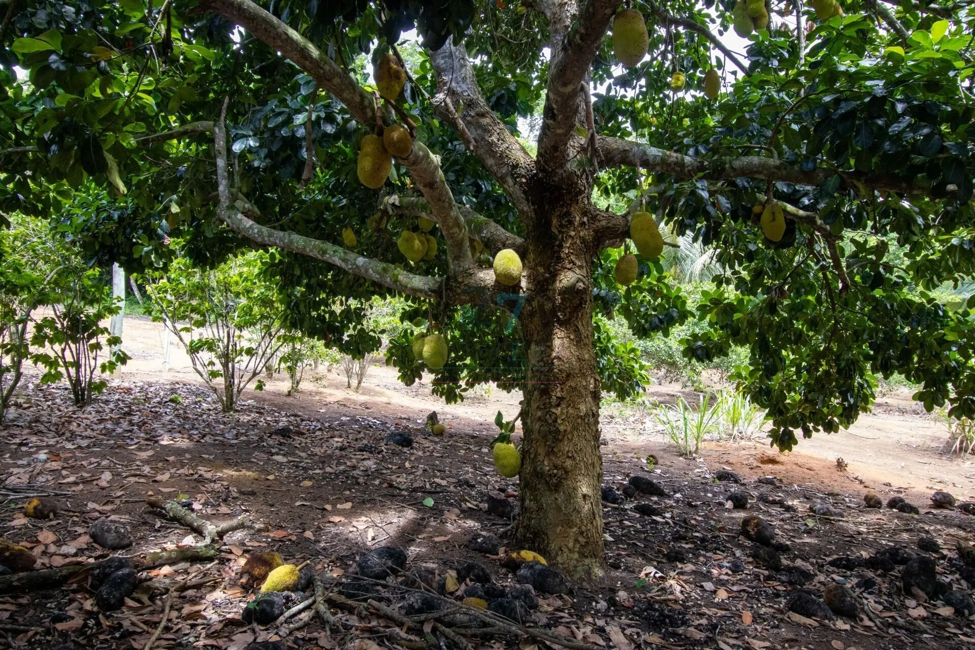 Sítio à venda de 7 ha em Guarapari, ES, Brasil