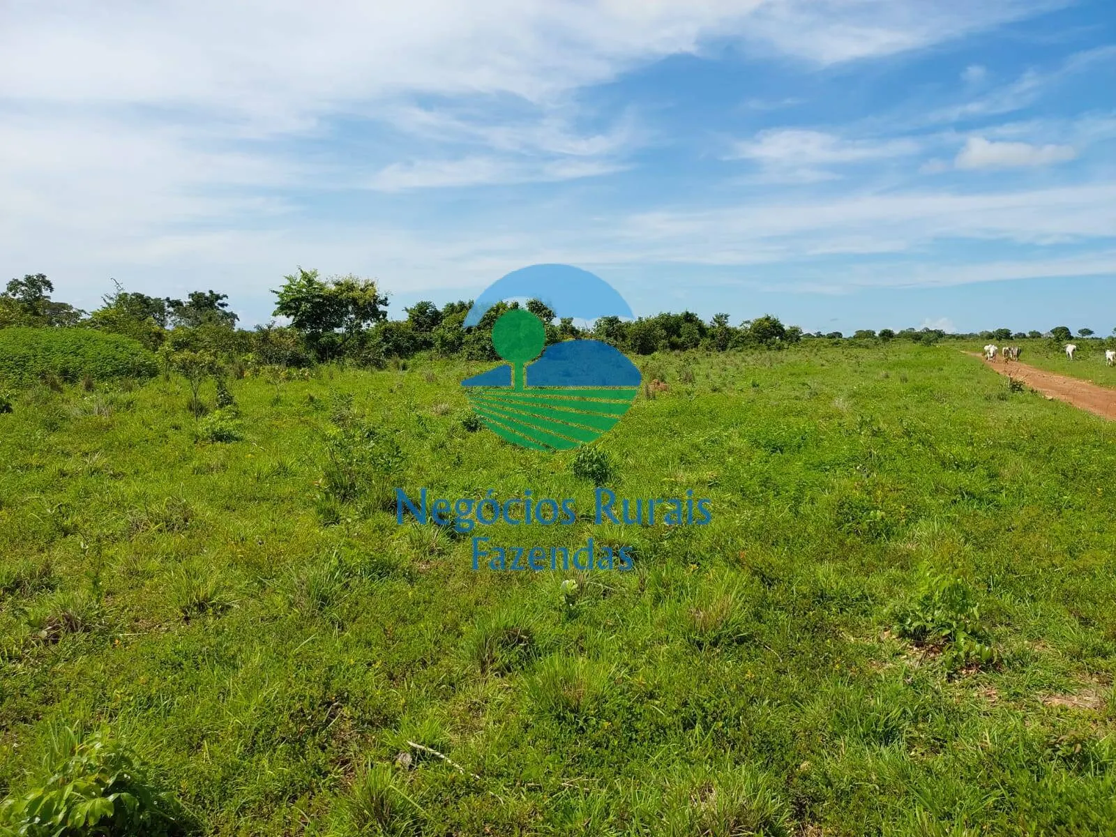 Fazenda à venda de 638 ha em Paranã, TO, Brasil
