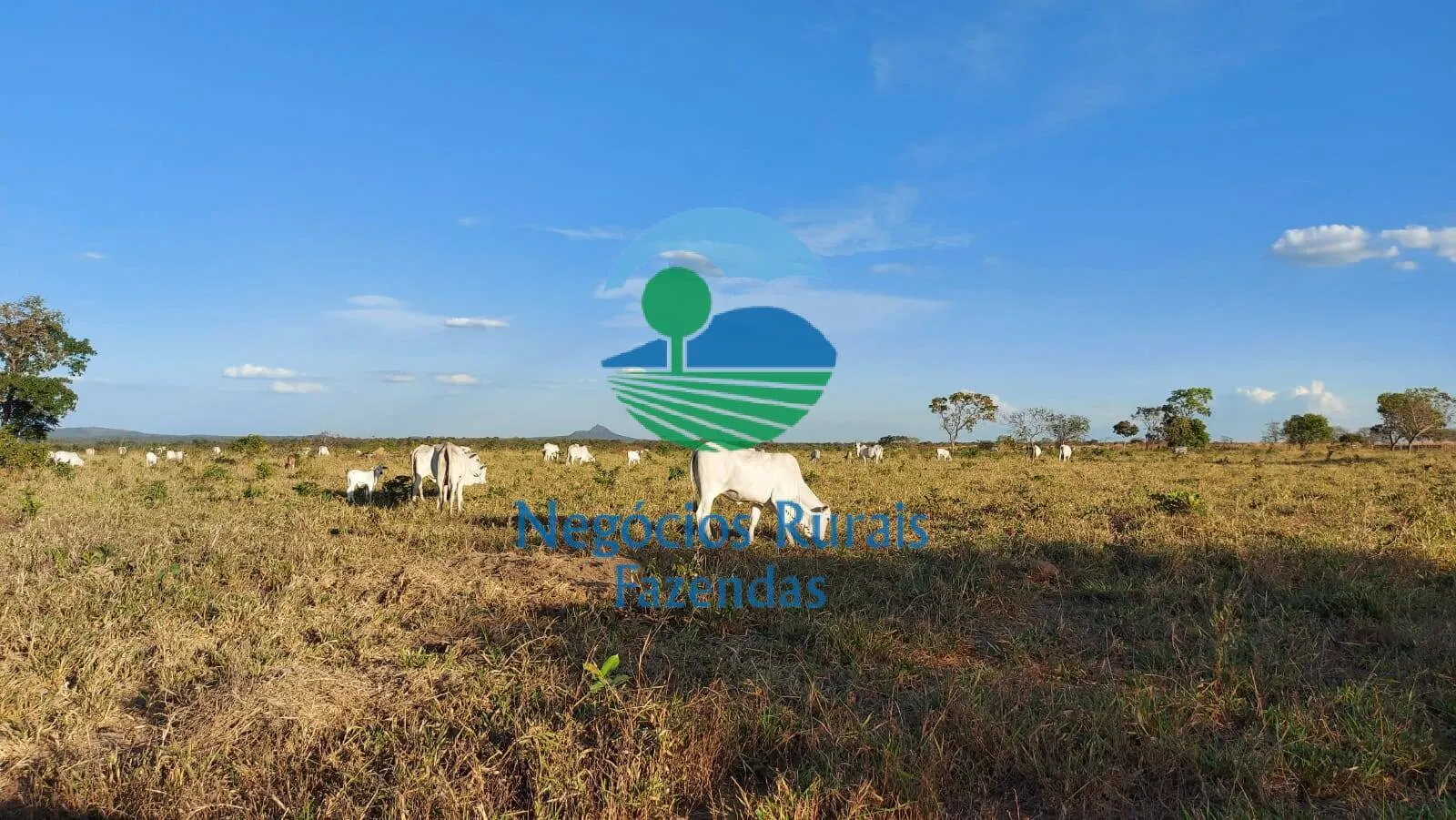 Fazenda à venda de 638 ha em Paranã, TO, Brasil