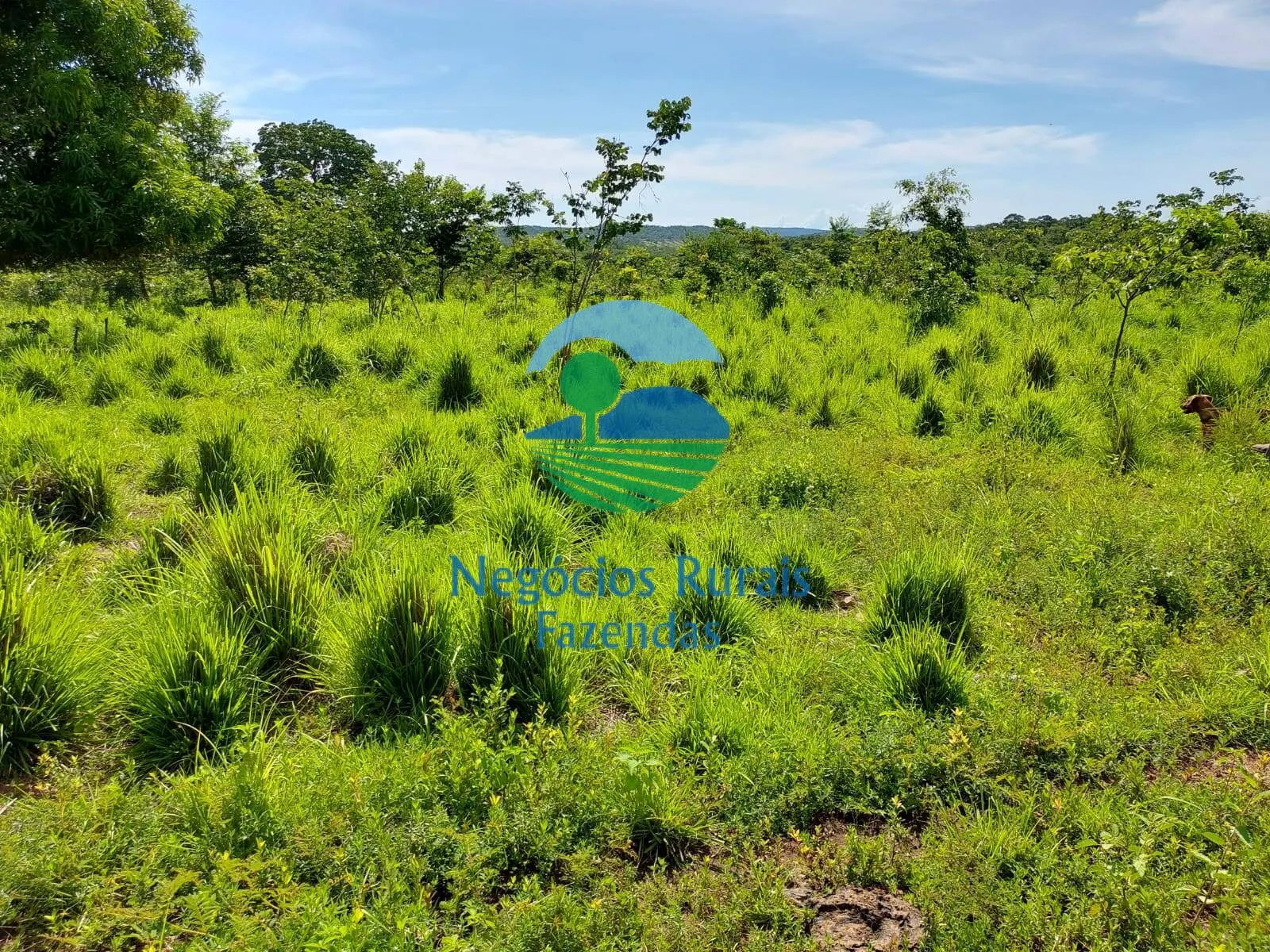 Fazenda à venda de 638 ha em Paranã, TO, Brasil