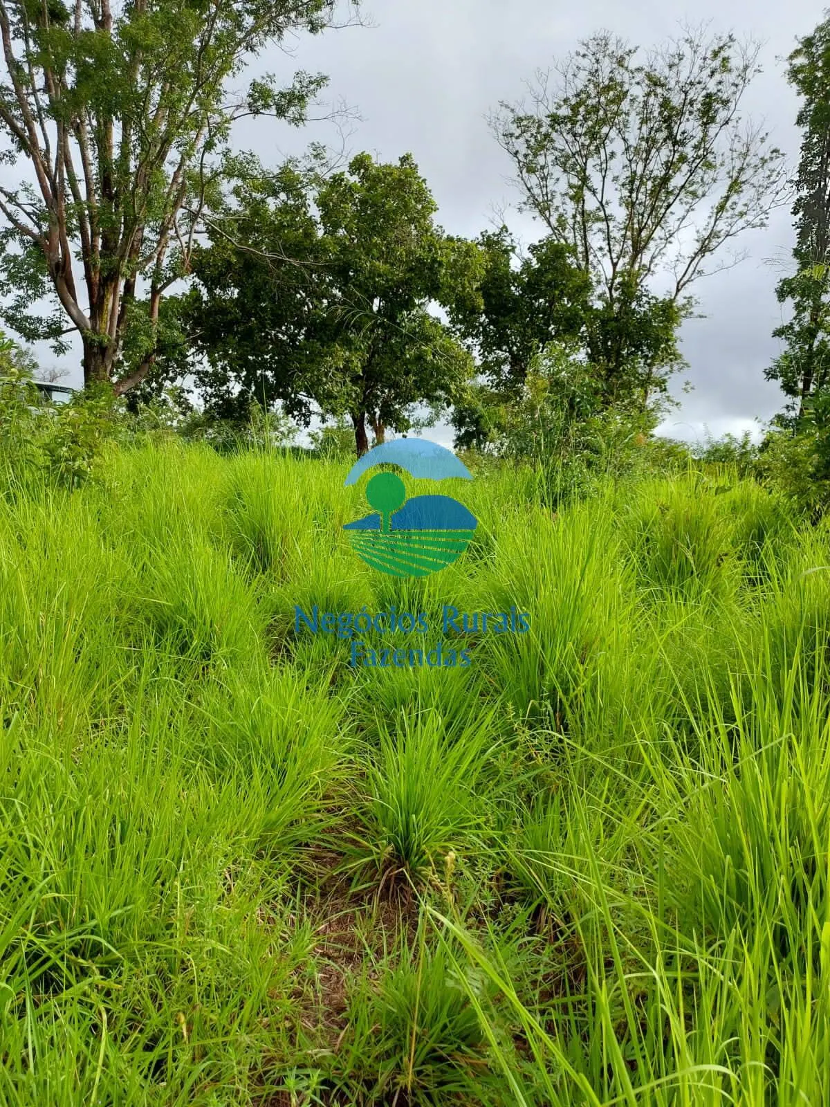 Fazenda à venda de 638 ha em Paranã, TO, Brasil