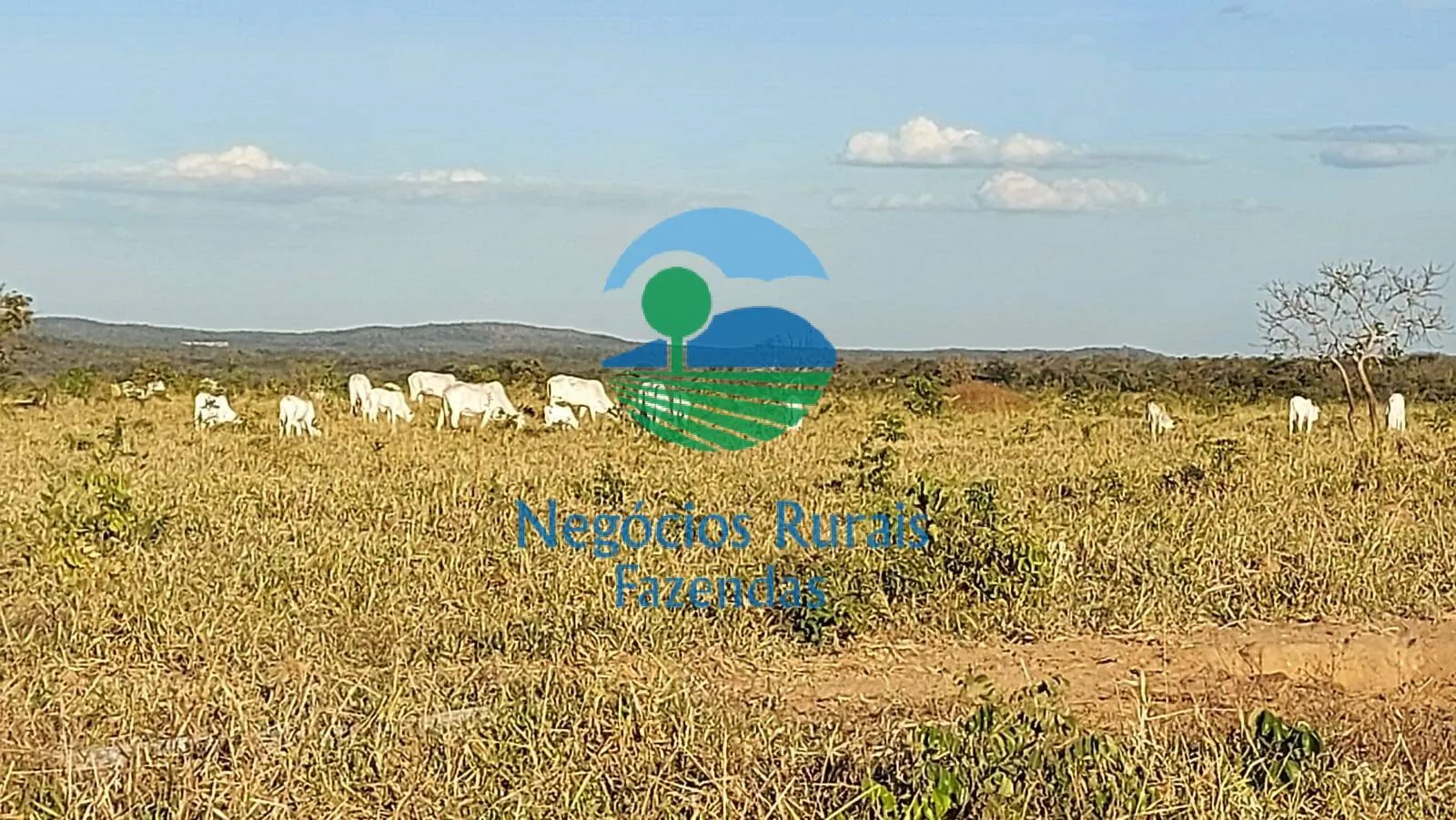 Fazenda à venda de 638 ha em Paranã, TO, Brasil