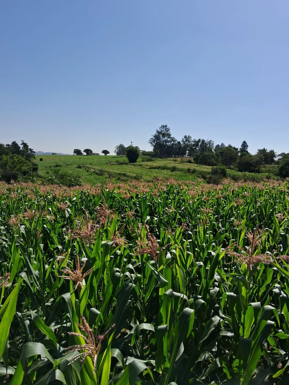 Sítio à venda de 53 ha em Sarapuí, SP, Brasil