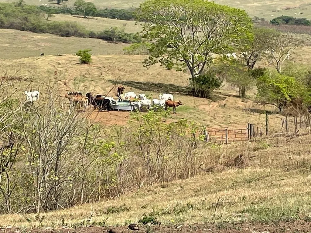 Fazenda à venda de 668 ha em Marília, SP, Brasil