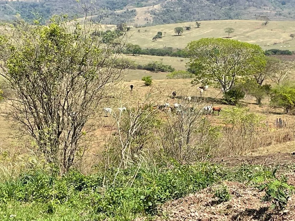 Fazenda à venda de 668 ha em Marília, SP, Brasil